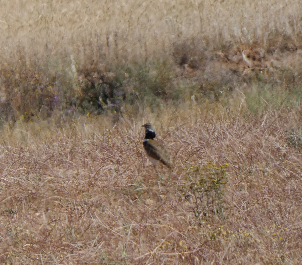 Little Bustard - ML620143179