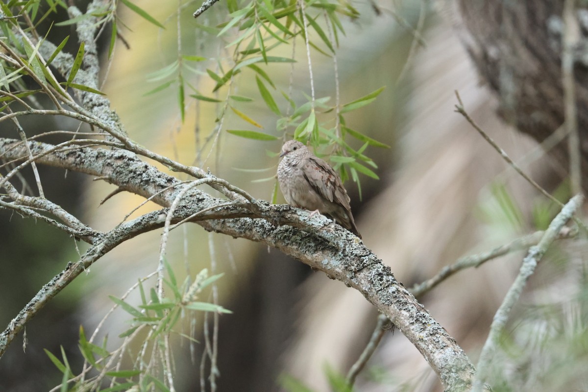 Common Ground Dove - ML620143181