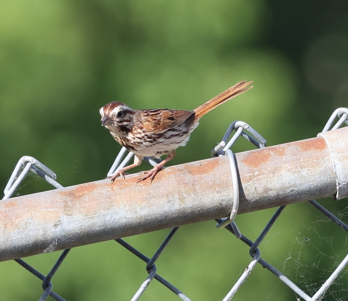 Song Sparrow - ML620143182