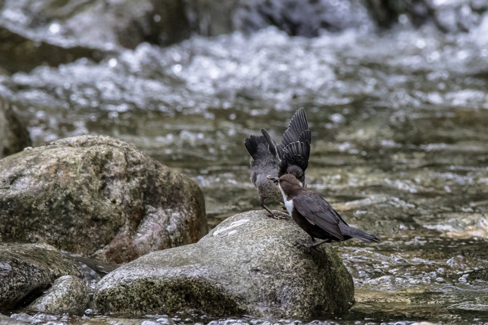 White-throated Dipper - ML620143184