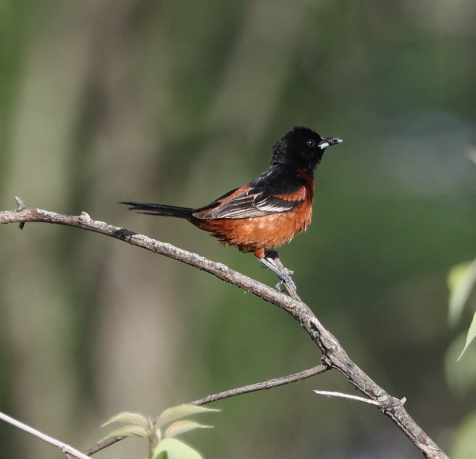 Orchard Oriole - ML620143185