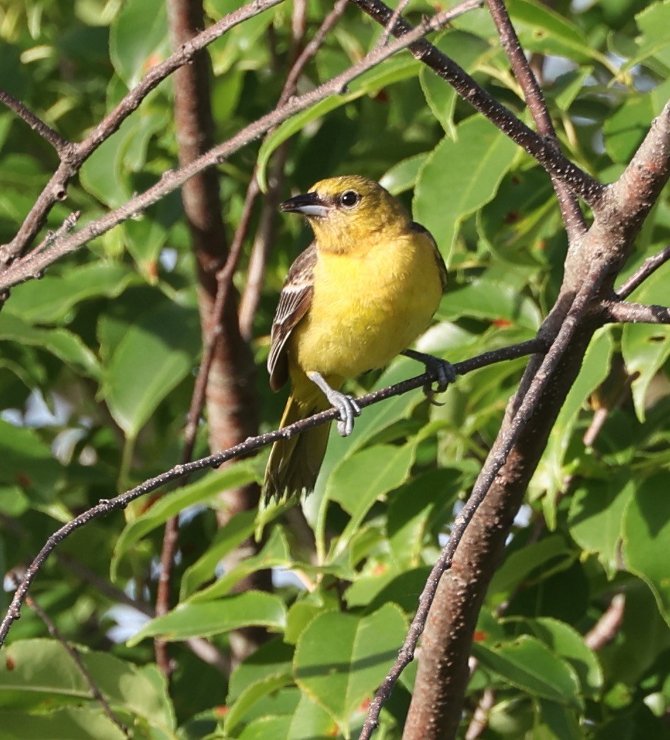 Orchard Oriole - ML620143186