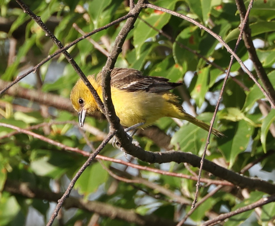 Orchard Oriole - E J