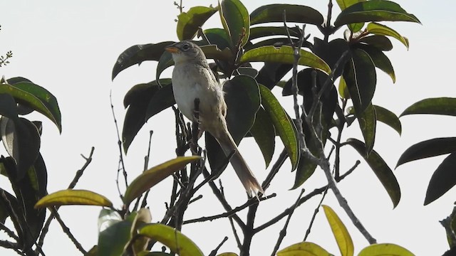 Wedge-tailed Grass-Finch - ML620143189