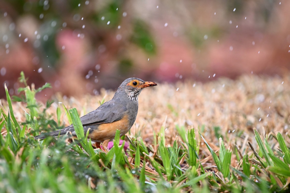 African Bare-eyed Thrush - ML620143192