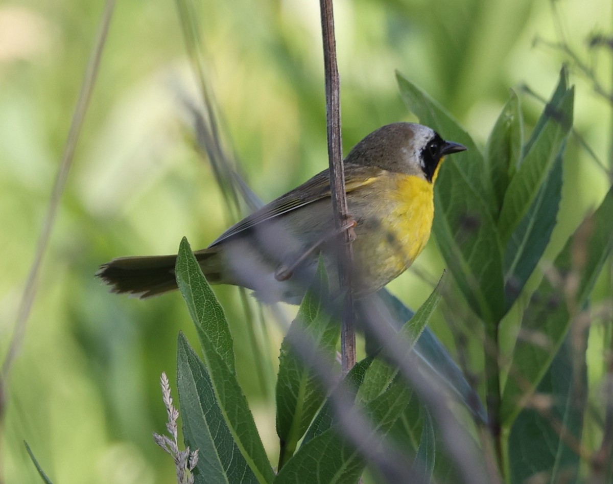 Common Yellowthroat - E J