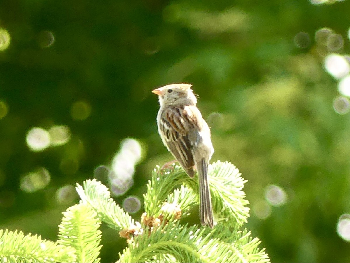 Field Sparrow - Suzanne Cholette