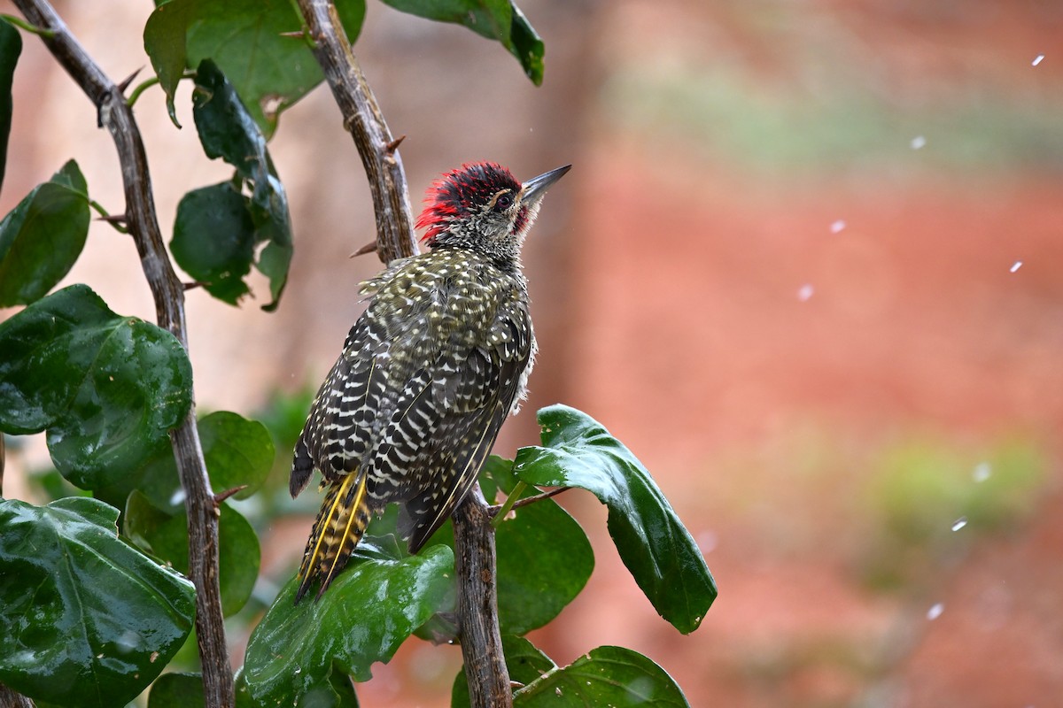 Nubian Woodpecker - ML620143204
