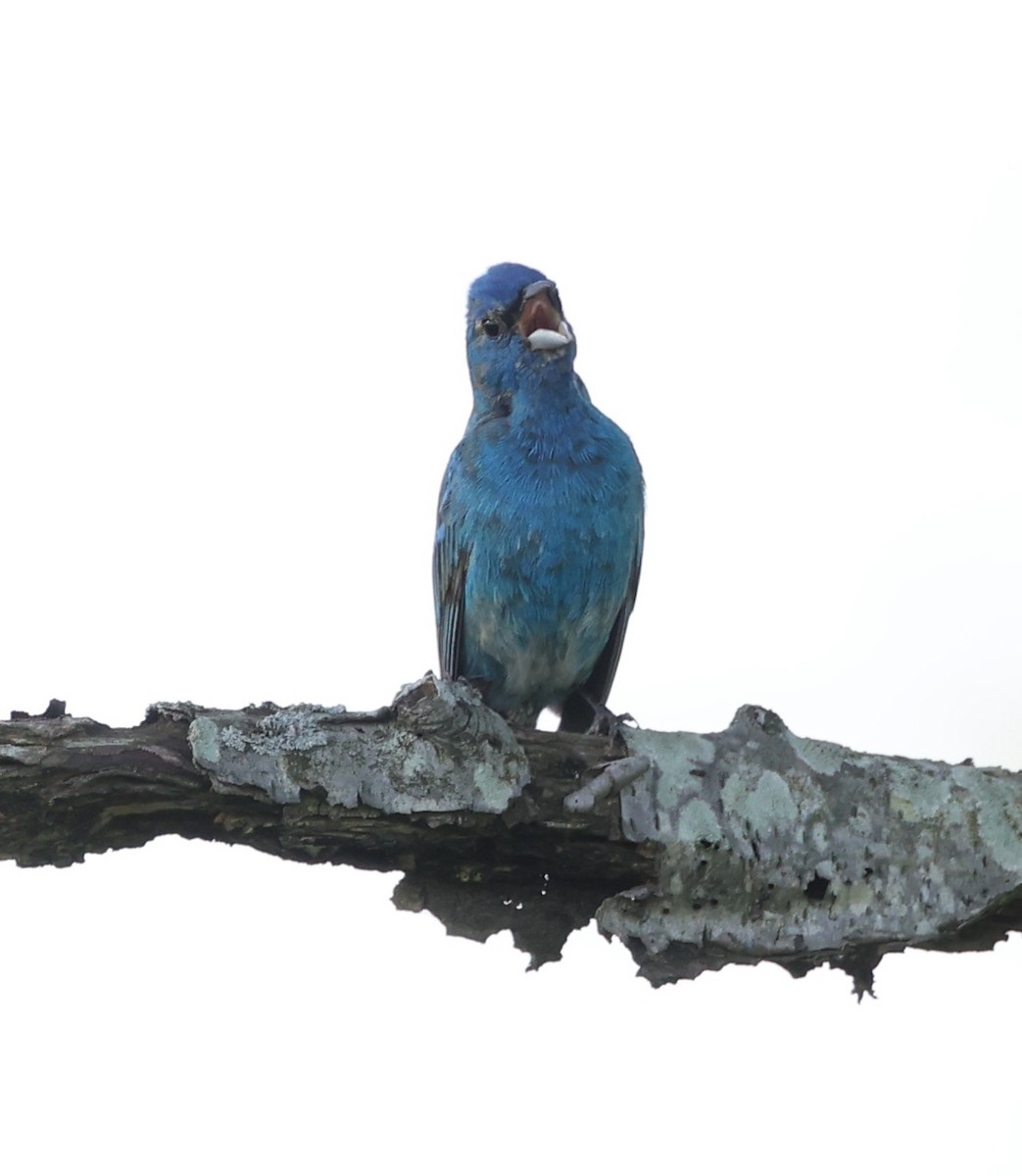 Indigo Bunting - ML620143206