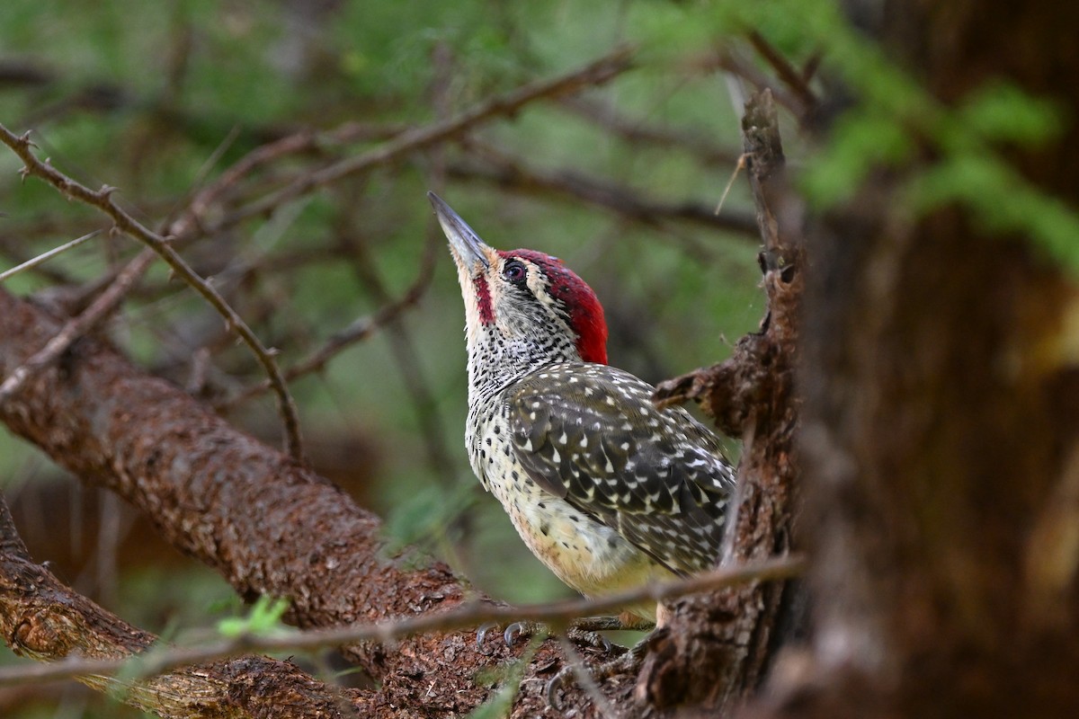 Nubian Woodpecker - ML620143211
