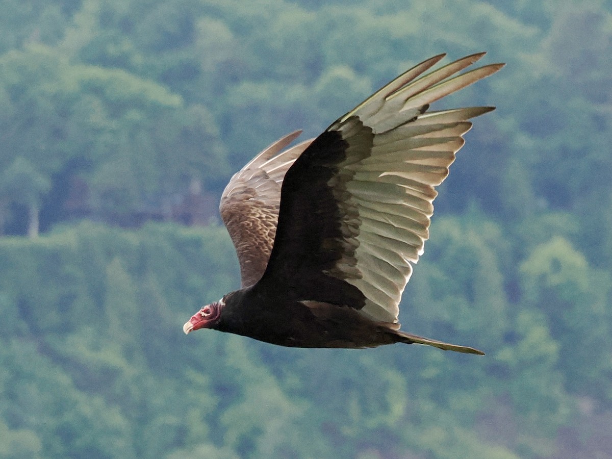 Turkey Vulture - ML620143215
