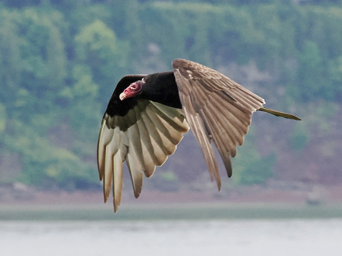Turkey Vulture - ML620143216