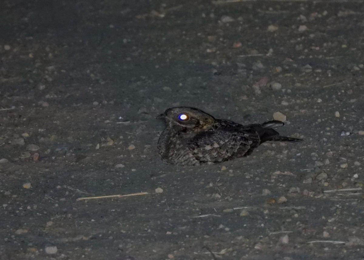 Indian Nightjar - ML620143225