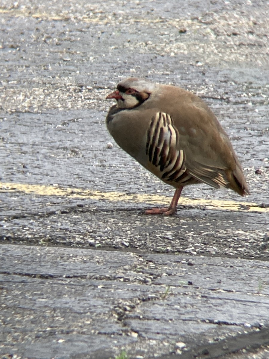 Chukar - ML620143230