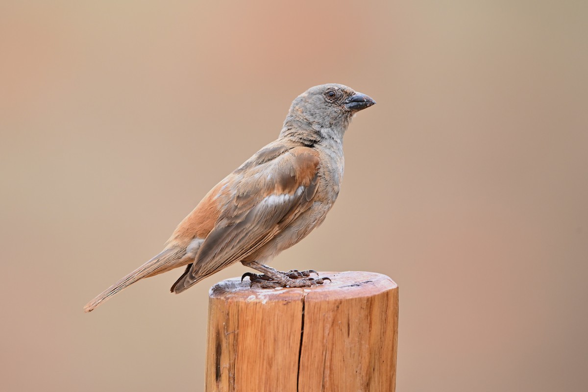 Parrot-billed Sparrow - Adarsh Nagda