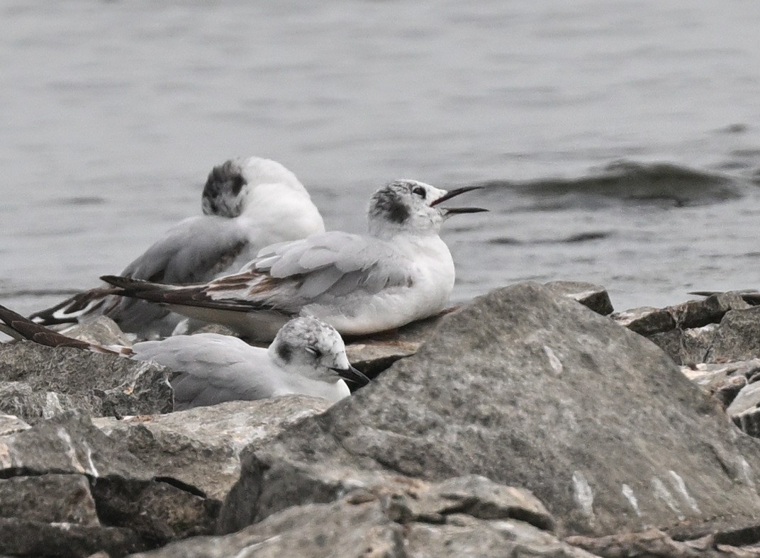 Bonaparte's Gull - ML620143268