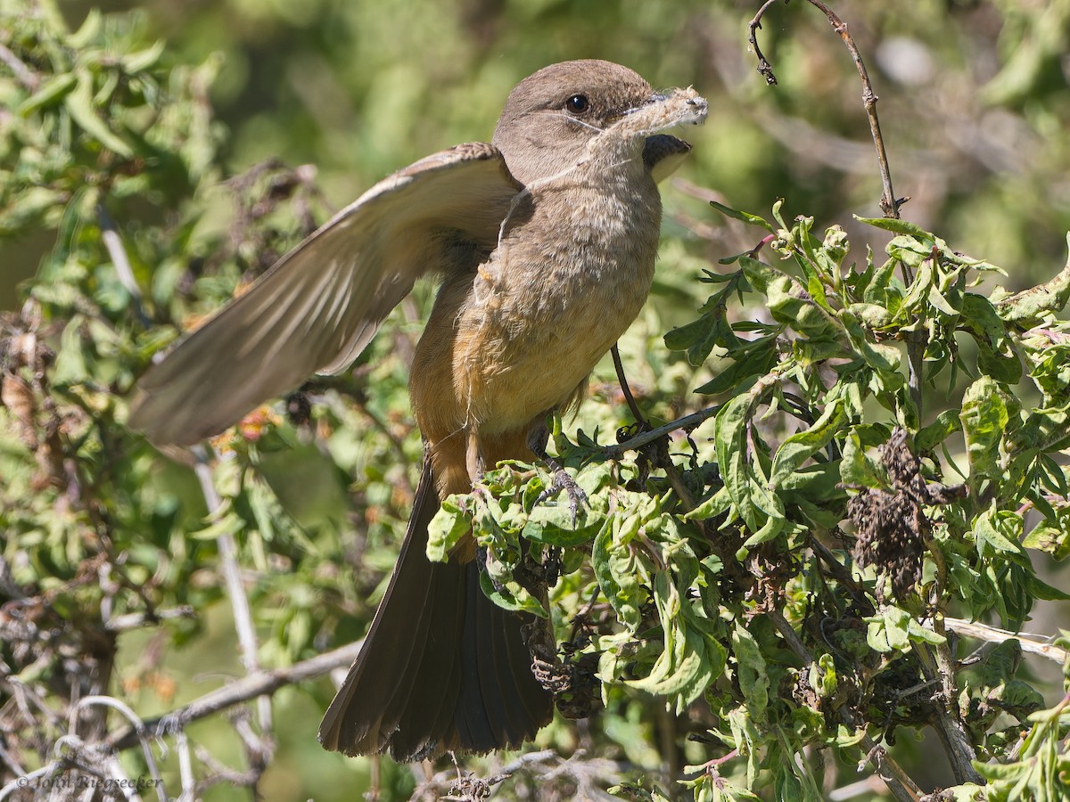 Say's Phoebe - ML620143271