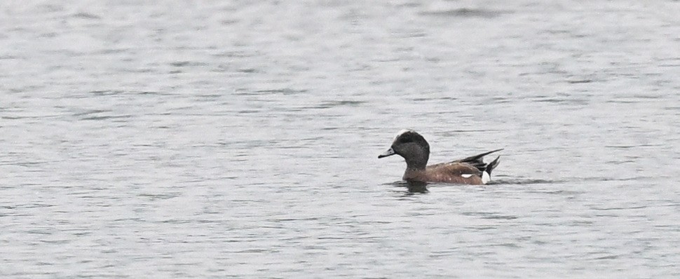 American Wigeon - ML620143286