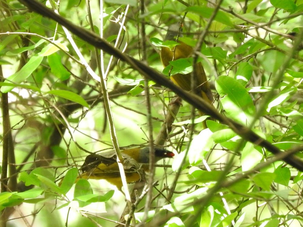 Gray-headed Tanager - ML620143291