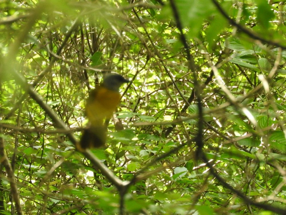 Gray-headed Tanager - ML620143296