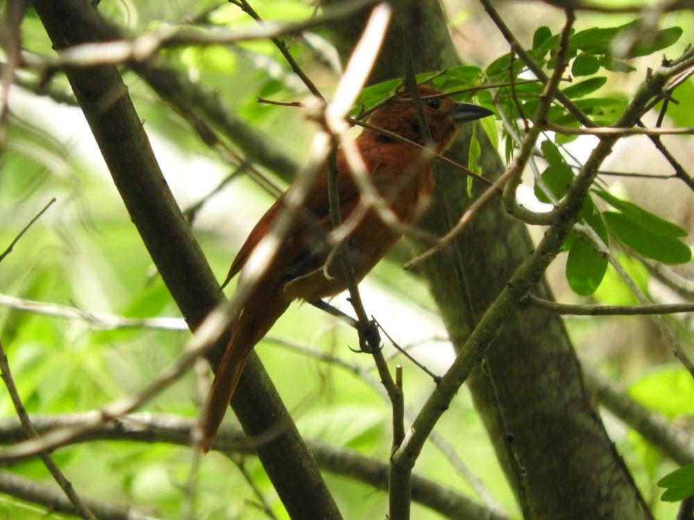 White-lined Tanager - ML620143299