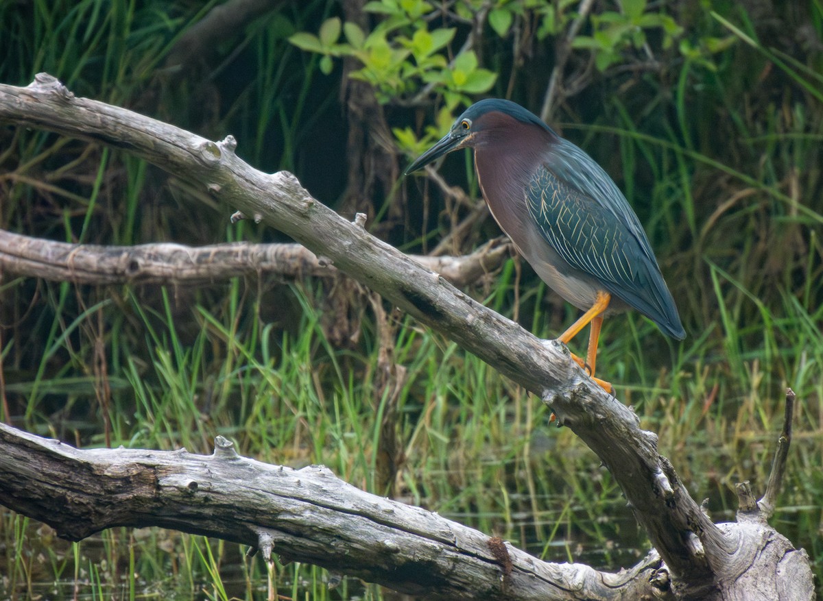 Green Heron - ML620143302