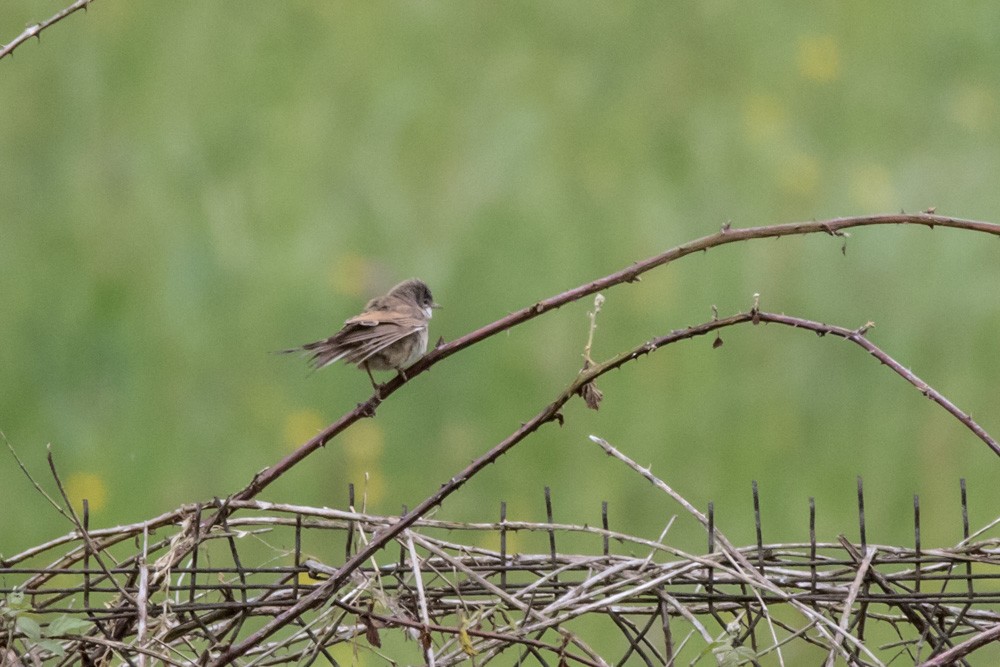 Greater Whitethroat - ML620143318