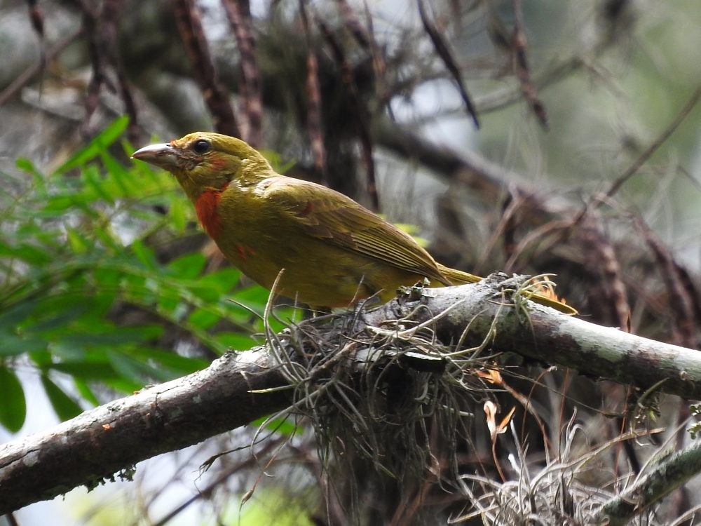 Hepatic Tanager - ML620143324