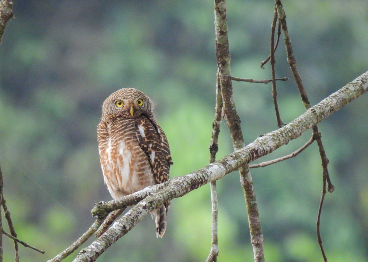 Asian Barred Owlet - ML620143325