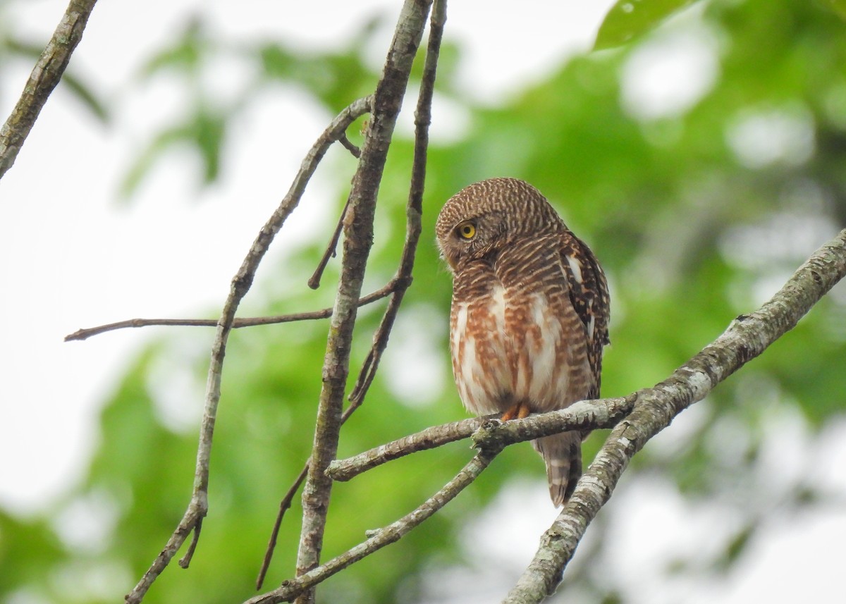 Asian Barred Owlet - ML620143326