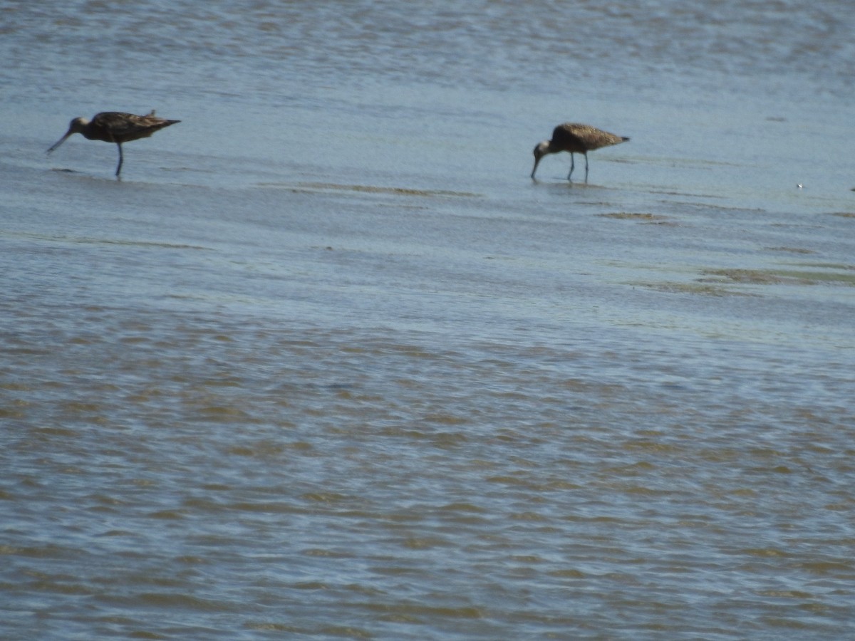 Hudsonian Godwit - ML620143338