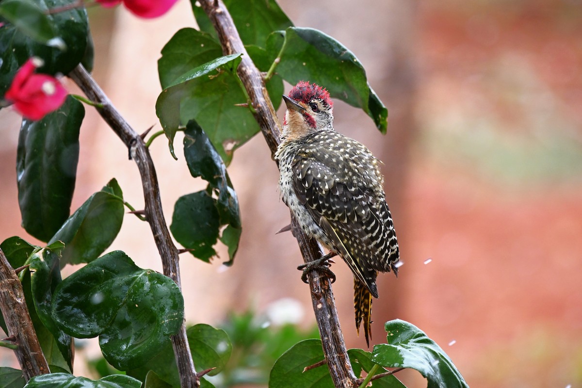 Nubian Woodpecker - ML620143352