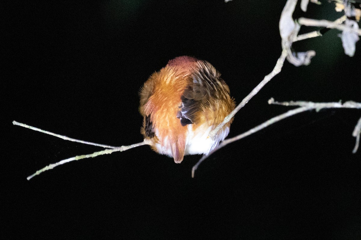 Madagascar Pygmy Kingfisher - Corné Pieterse