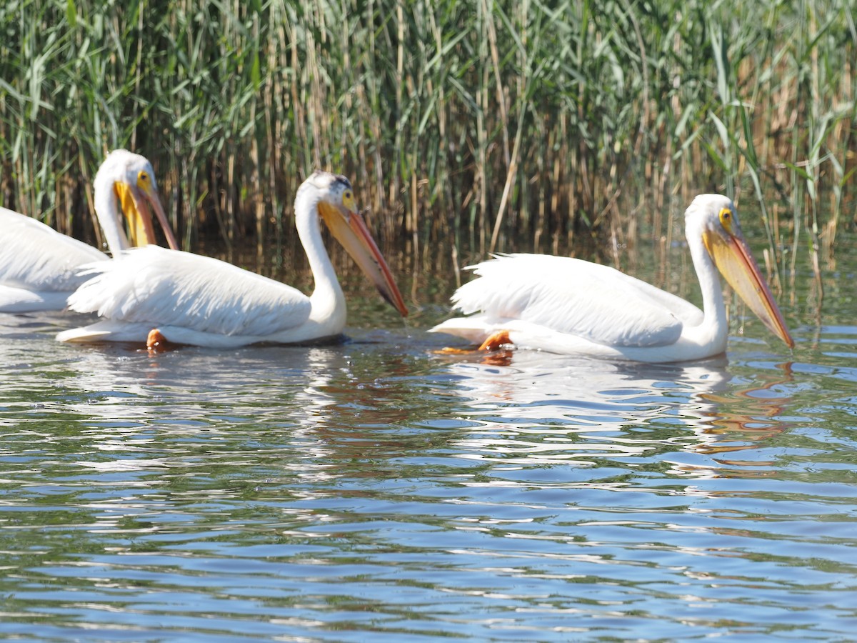 American White Pelican - ML620143363