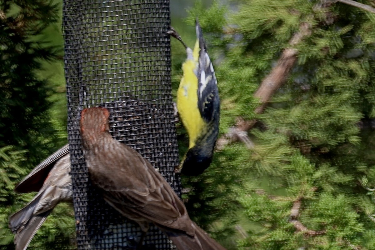 Lesser Goldfinch - ML620143373