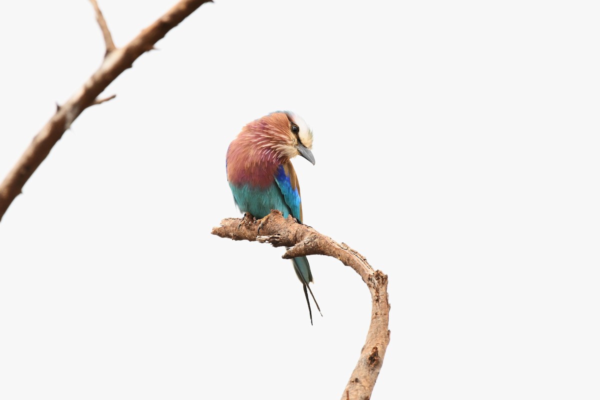 Lilac-breasted Roller - ML620143375