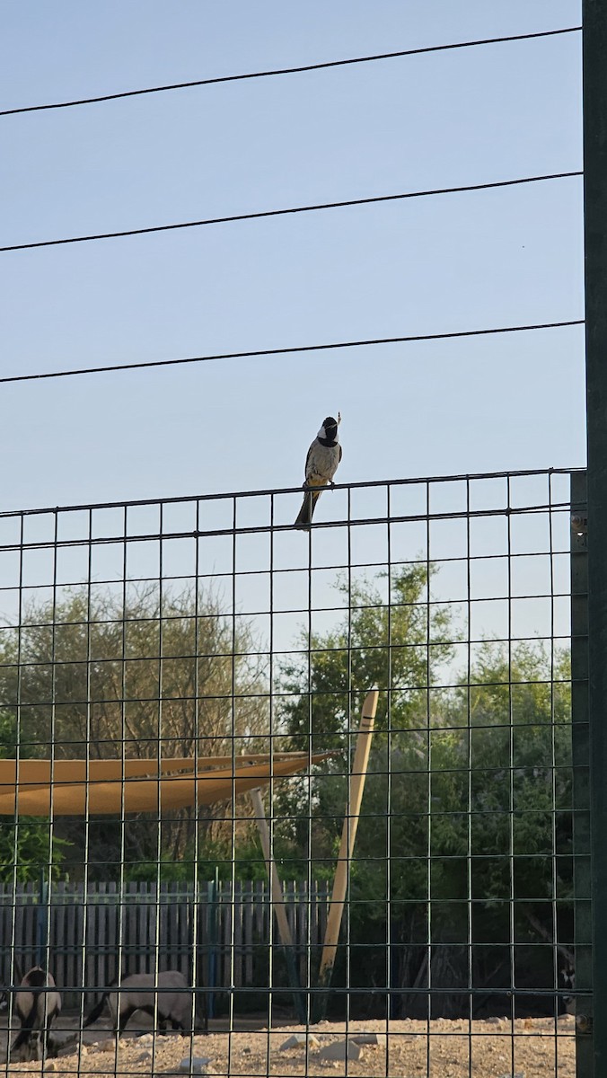 White-eared Bulbul - ML620143377