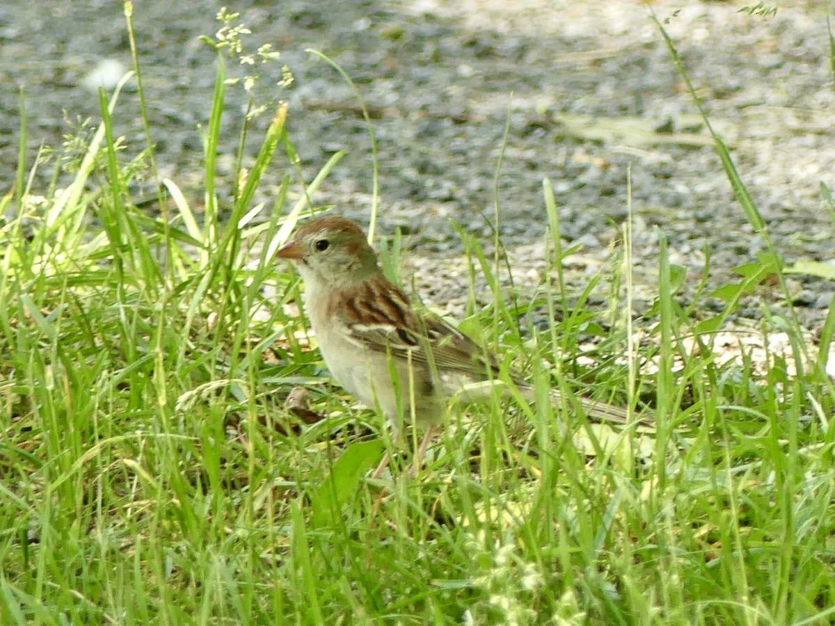 Field Sparrow - ML620143394