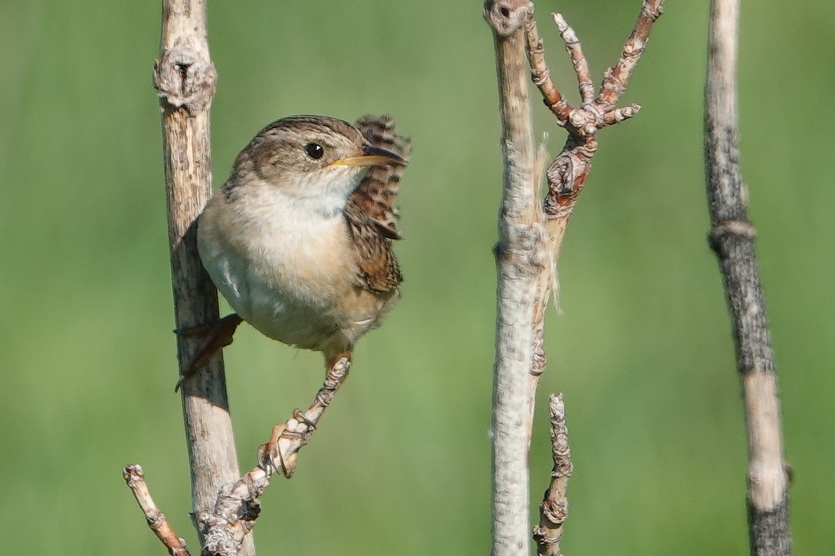 Sedge Wren - ML620143401