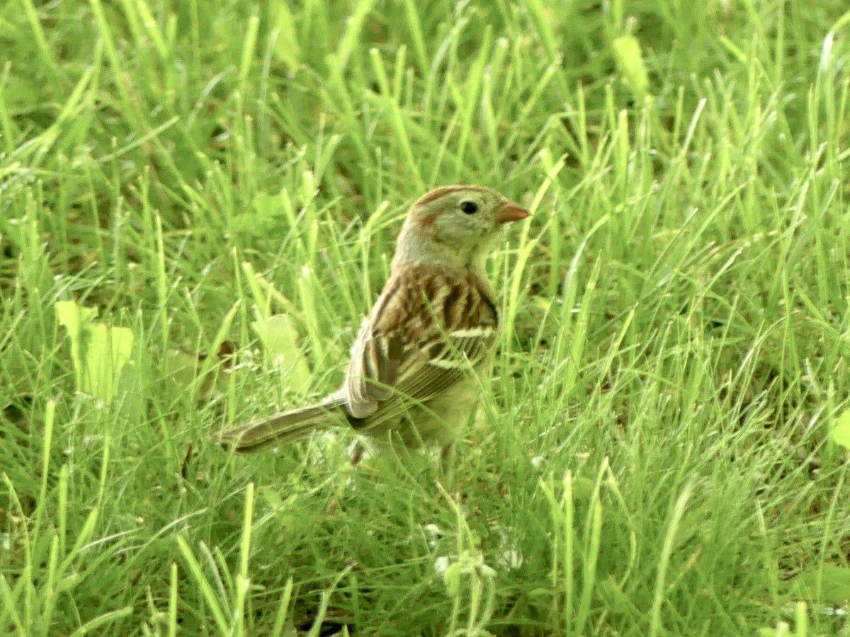 Field Sparrow - ML620143406