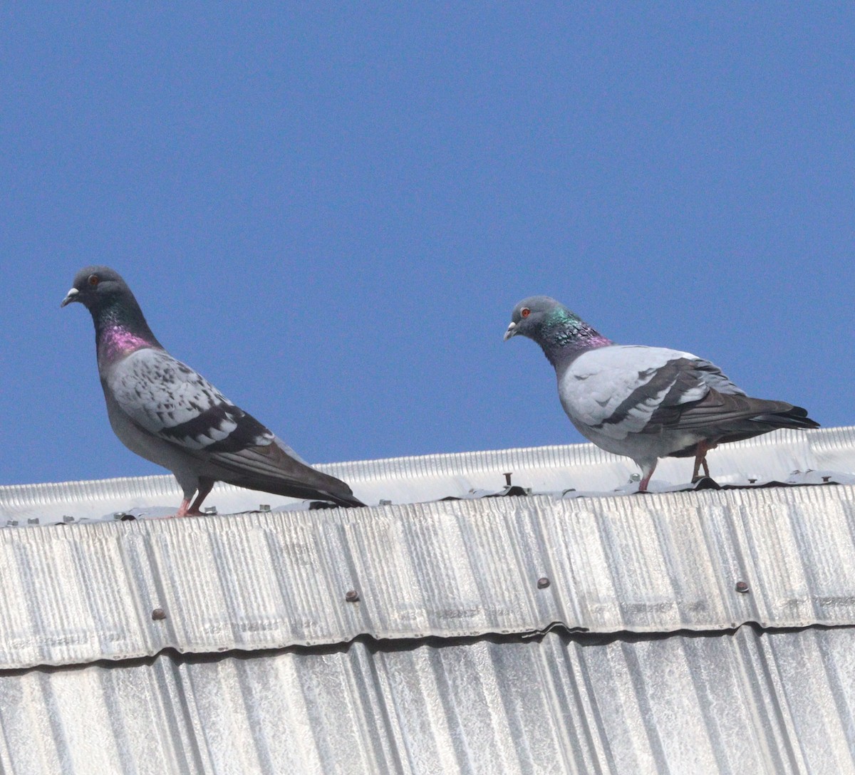 Rock Pigeon (Feral Pigeon) - ML620143409