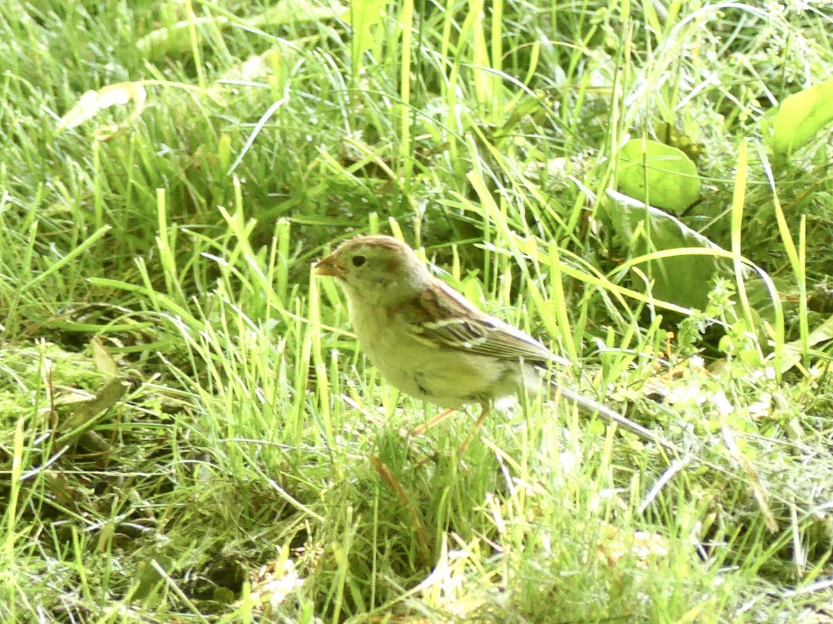 Field Sparrow - ML620143422
