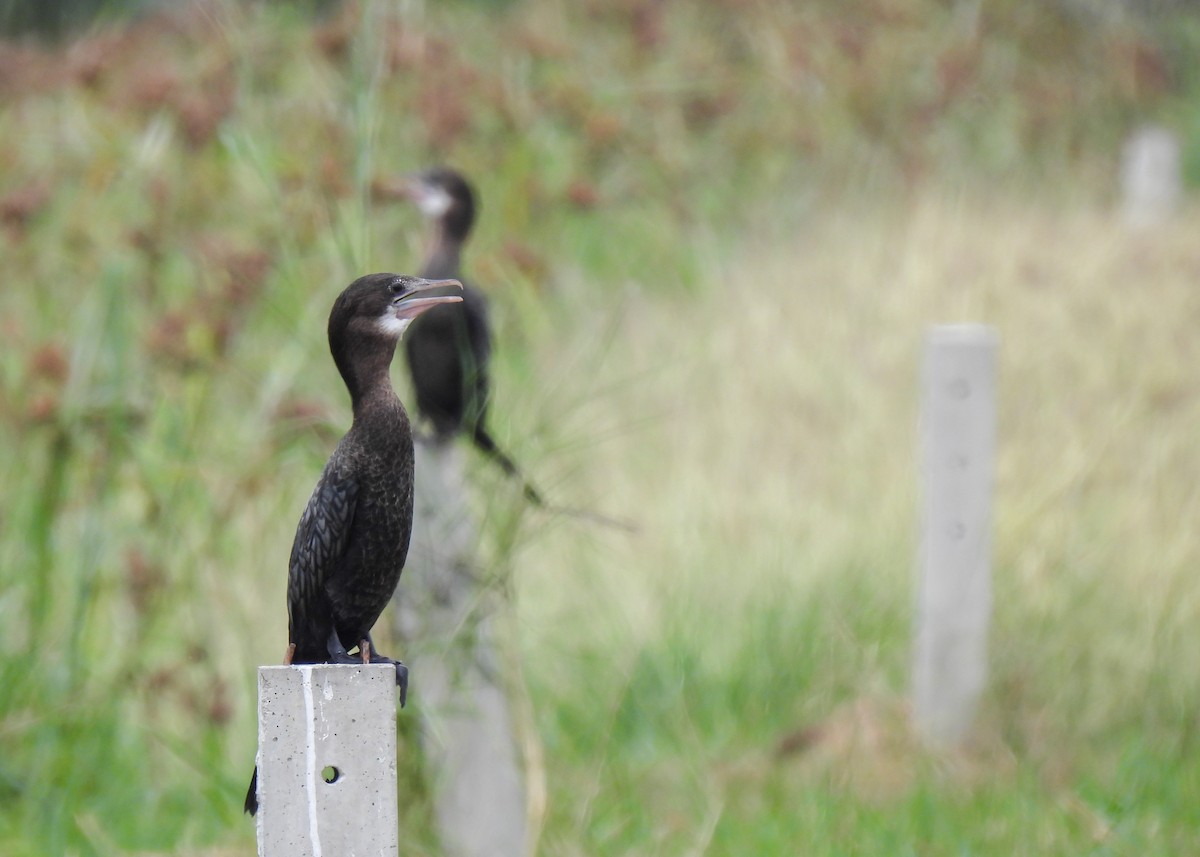 Little Cormorant - ML620143426