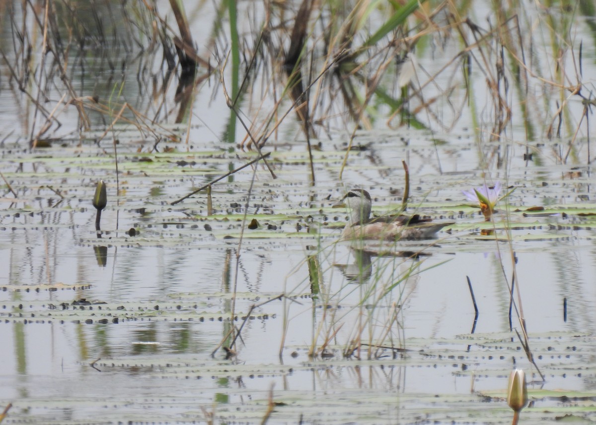 Cotton Pygmy-Goose - ML620143439