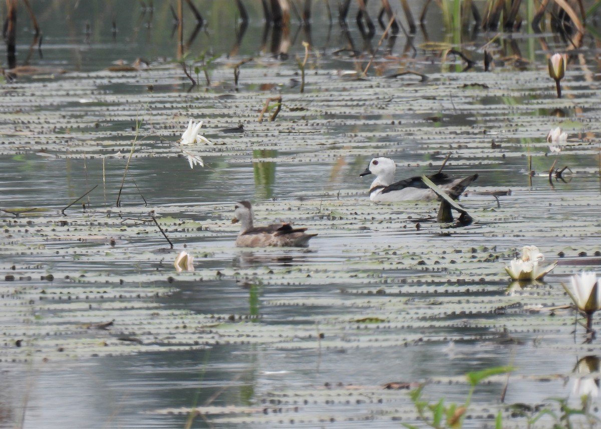 Cotton Pygmy-Goose - ML620143440