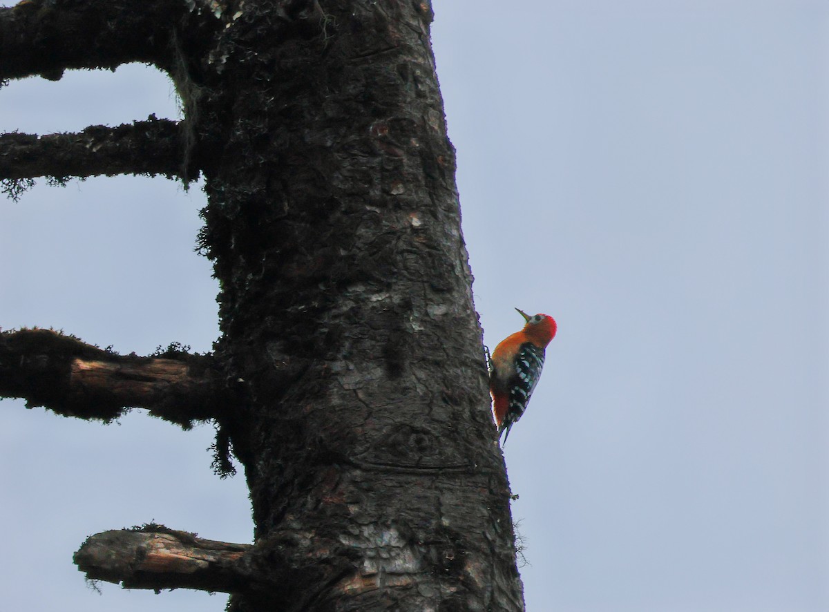 Rufous-bellied Woodpecker - ML620143441