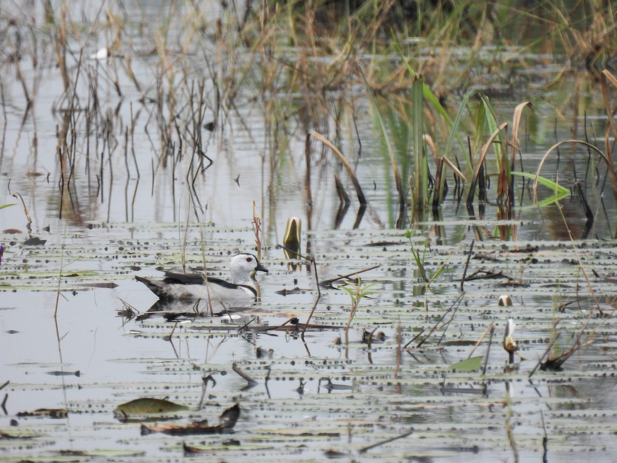 Cotton Pygmy-Goose - ML620143442