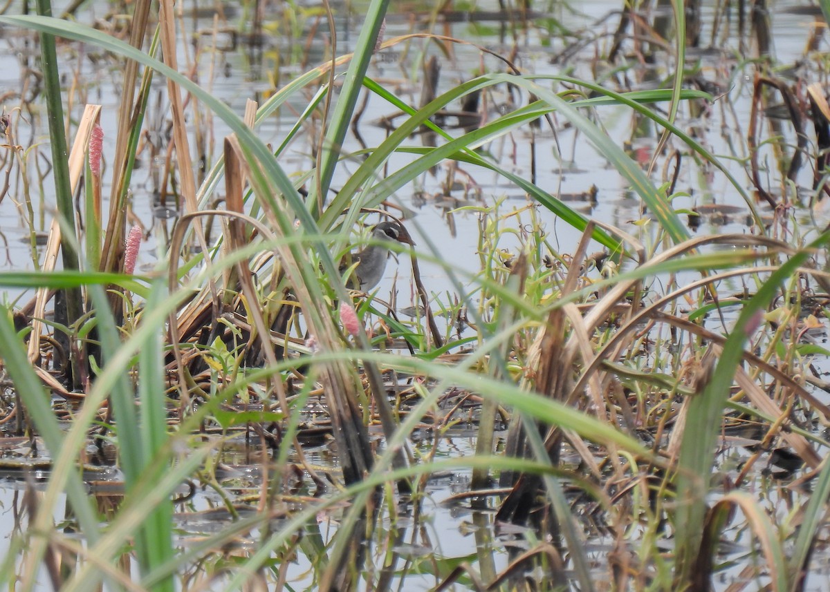 White-browed Crake - ML620143451