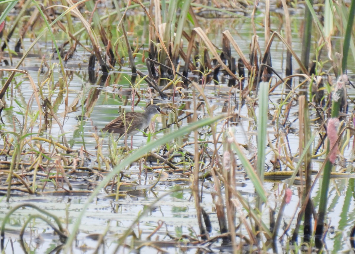 White-browed Crake - ML620143453