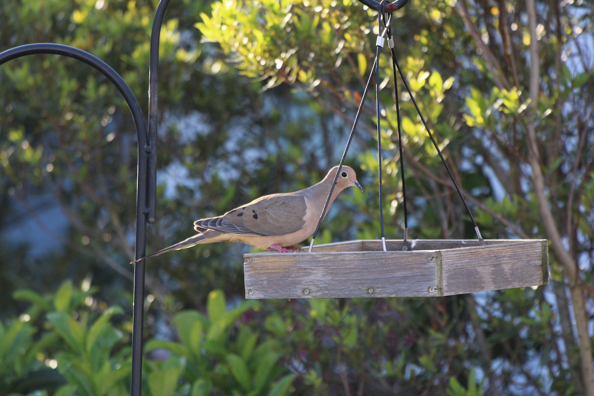 Mourning Dove - ML620143461